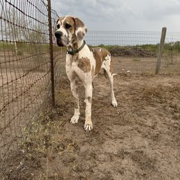 Phoenix - Great Dane