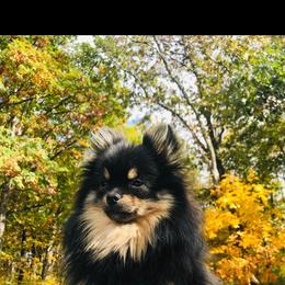 Tinkerbelle - Black and tan female Pomeranian puppy in Buck Valley, Pennsylvania from Buck Valley Pomeranians