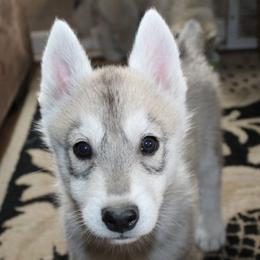 Weezer - Gray and white male Siberian Husky puppy in Le Sueur, Minnesota from Tevana Siberians LLC