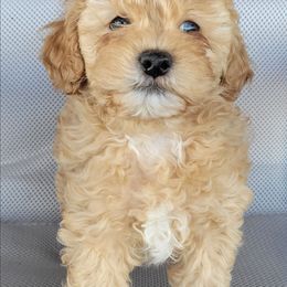 Larry - Gold male Shihpoo puppy in Limestone, Tennessee from Pilot Hill Teddy Bear Puppies