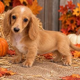Gina - Red female Dachshund puppy in Industry, Illinois from KDKs Kennels