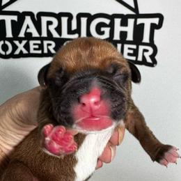 Mr Orange - Fawn male Boxer puppy in Palm Coast, Florida from Starlight Boxer Corner