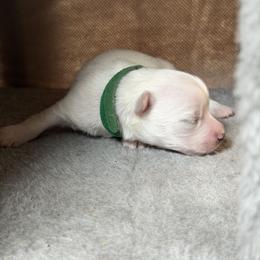 Maltese Puppies from Ayres to Heirs Puppy Co.