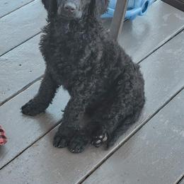 Riley - Black male Poodle puppy in Port Orange, Florida from Daytona’s Standard Poodles