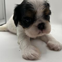 Enchanting Charlies Slow to Everything But Dinner - Black white and tan male English Toy Spaniel puppy in Pennsylvania from Enchanting Charlies