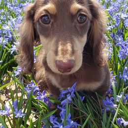 Dachshunds from Fairhaven Dachshunds