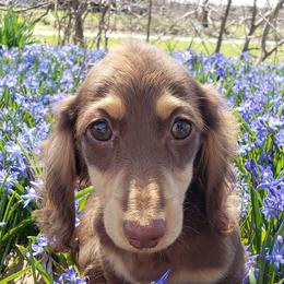 Dachshunds from Fairhaven Dachshunds