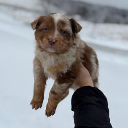 Frosty - Red merle male Australian Shepherd puppy in Tyner, Kentucky from Lil’ Town Aussies