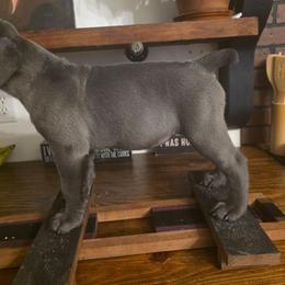 Frigg - Gray female Cane Corso puppy in Asheville, North Carolina from MTO KENNELS