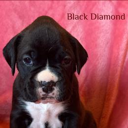 Boxer Puppies from Vincent's Pride Boxers