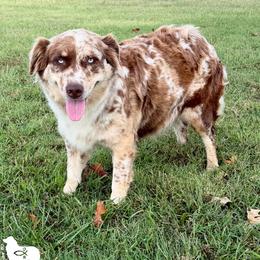 Pebbles - Australian Shepherd