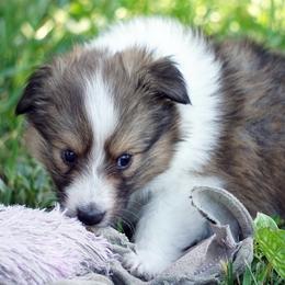 Pomsky, Shetland Sheepdog, and Toy Shetland Sheepdog Puppies from Mountain High Kennels
