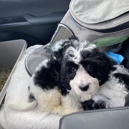 Bennett - Black and white male Cavapoo puppy in Bellingham, Washington from My Sweet Poodles and Doodles