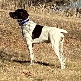 German Shorthaired Pointers from Kerr GSPs