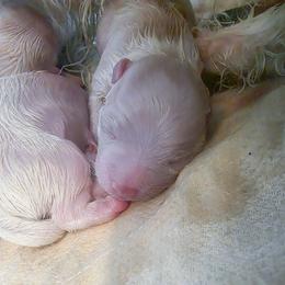 Watson - White male Maltese puppy in Belleville, Michigan from Michigan Maltese Puppies
