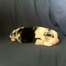 Boy 2 - Blue merle male Australian Shepherd puppy in Kentland, Indiana from Pine Grove Aussies