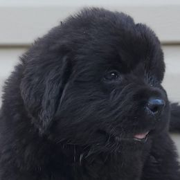 Hector (Red) - Black male Newfoundland puppy in Winfield, Pennsylvania from Najuananlo Newfoundlands