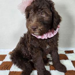Honey - Brown and white female Aussiedoodle puppy in Haleyville, Alabama from The Cuddly Dood Ranch