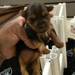 Black - Black and tan female Yorkshire Terrier puppy in North Las Vegas, Nevada from KD's Yorkshire Terriers