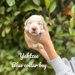 Yahtzee - Parti male Goldendoodle puppy in Orangevale, California from Ugly Dad Doodles