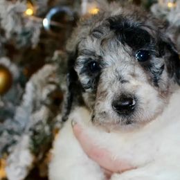 Girl 3 - Aussiedoodle puppy from His and Hers Poodles and Doodles