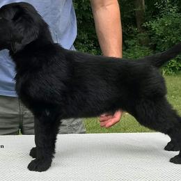 Flat-Coated Retriever Puppies from Blixthalka Flat-Coated Retrievers