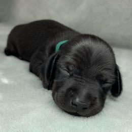 Male - Black male Dachshund puppy in Birmingham, Alabama from LongBottomDachshunds
