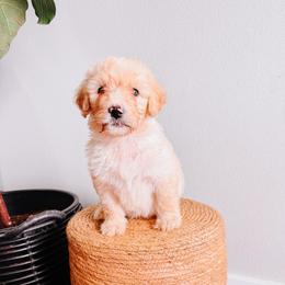 Leo Light Blue - Fawn and white male Sheepadoodle puppy in Republic, Missouri from DOOD & Co