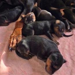 AKC Registered Full European Doberman Pinschers - Black and rust female Doberman Pinscher puppy in Fort Lauderdale, Florida from Lakewood European Dobermann Kennel