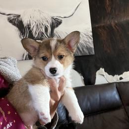 Boy 1 - Black and tan male Pembroke Welsh Corgi puppy in Chino Valley, Arizona from Blecker Kennel