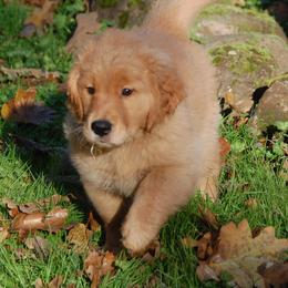 Golden Retrievers from Faul Oaks Farm Golden Retrievers
