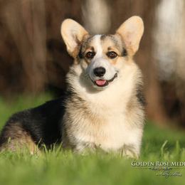 Leroy - Pembroke Welsh Corgi