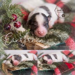 Evergreen - Parti male Goldendoodle puppy in Woodruff, South Carolina from Crooked Creek Doodles and Poodles