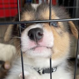 Pembroke Welsh Corgi Puppies from Kilgore’s Puppies of Greers Ferry Lake