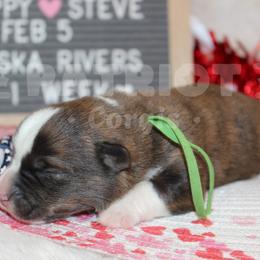 Kavik - Brindle and white male American Corgi puppy in Sedro Woolley, Washington from Patriot Corgis