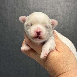 Maltese puppies from Exotic City Pomeranians and chihuahuas