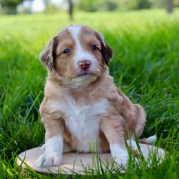 Hugo Boss - Blue merle male Aussiedoodle puppy in Decatur, Illinois from Signature Doodles