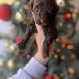Chocolate girl - Chocolate female Goldendoodle puppy in Homer, Georgia from Creekside Kennels