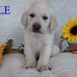 Blue Collar - Yellow male Labrador Retriever puppy in Salt Lake City, Utah from AKC White English Labrador Pups