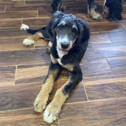 Moscato - Tri-color Bernedoodle puppy in Kenyon, Minnesota from Country Breeze Doodles & Poodles