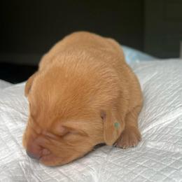 Green Boy - Yellow male Labrador Retriever puppy in Monticello, Georgia from Hollow Meadows Retrievers