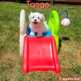 Tango - White male Mal-Shi puppy in Belleville, Michigan from Michigan Maltese Puppies