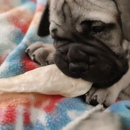 Bullmastiff Puppies from Ironward Bullmastiffs