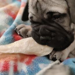 Bullmastiff Puppies from Ironward Bullmastiffs