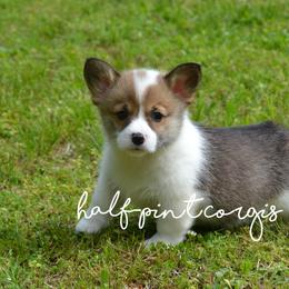 Pembroke Welsh Corgi Puppies from Half-Pint Corgis