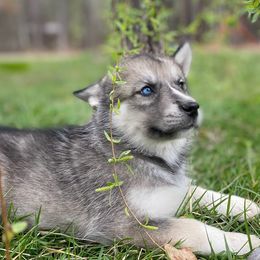 Siberian Huskies from Joyful Willow Farm Huskies