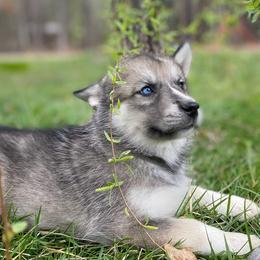 Siberian Huskies from Joyful Willow Farm Huskies