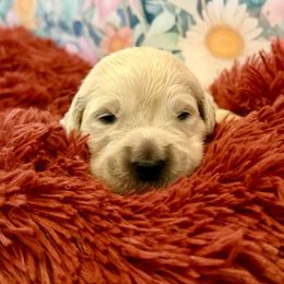 Rosie - Light golden female Golden Retriever puppy in Plymouth, Massachusetts from Mayflower Goldens