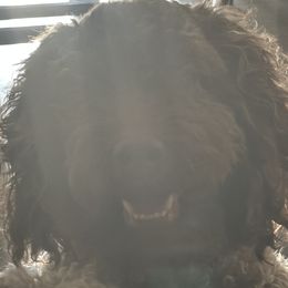 Cockapoos from Loveable Cockapoos