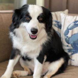 Greta - Miniature Australian Shepherd